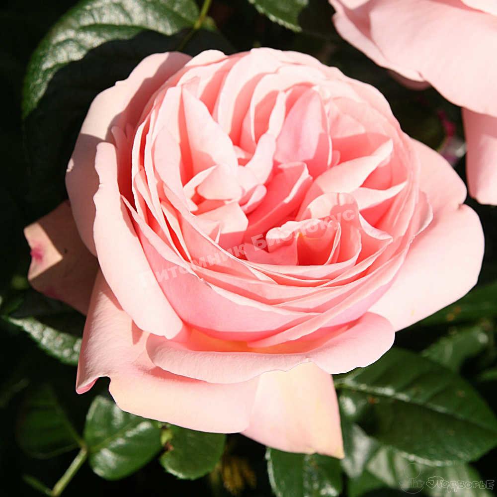 Роза Тантау чайно-гибридная Афродита (Tantau Rose, Hybrid Tea Aphrodite)